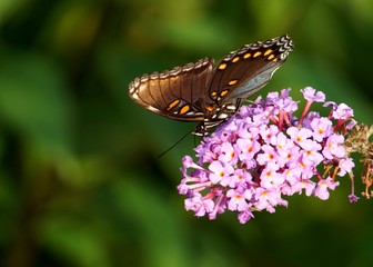 Butterfly on a Pink Flower