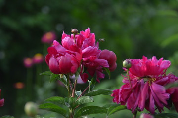 Flowering of spring meadow flowers