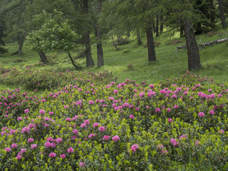 trekking in Mocheni Valey in Trentino