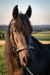 Obraz premium Head of a friesian horse with halter. Black Friesian horse.