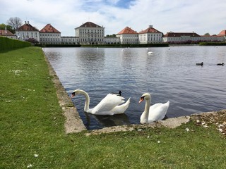 Schwäne