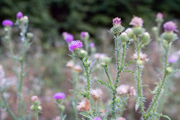flowers of medicinal thistle
