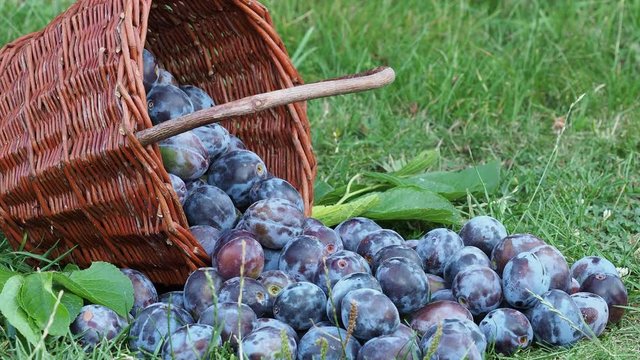Plum harvest. Plums in a wicker basket on the grass. Harvesting fruit from the garden