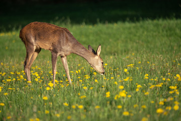 Roe deer in grass, Capreolus capreolus. Wild roe deer in spring nature.