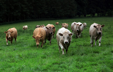 Fototapeta na wymiar Inquisitive Cattle