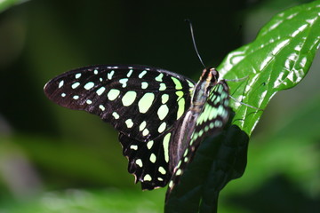 Magnifique papillon posé sur feuille