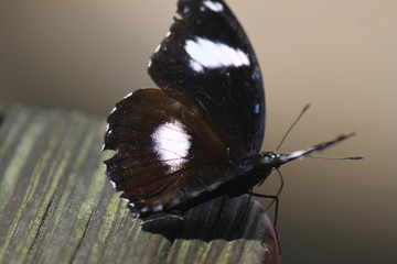 Butterfly Rainforest 