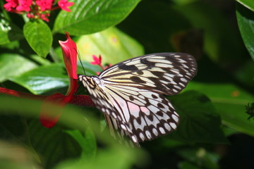 Fototapeta na wymiar Magnifique papillon posé sur feuille