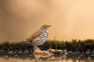 Song thrush standing on a rock in a drinking-trough