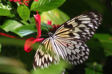 Fototapeta na wymiar Magnifique papillon posé sur feuille