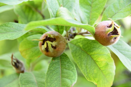 Asperl (Mispel)