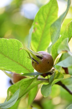 Asperl (Mispel)