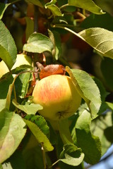 Apfel am Baum