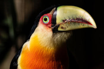 green billed toucan