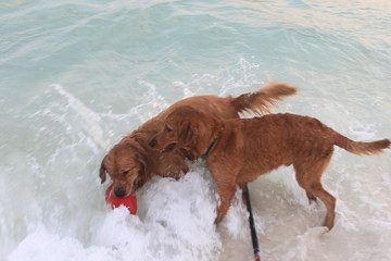 Deux chiens qui jouent dans les vagues sur la plage