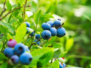 Fresh Organic Wild Blueberries on the bush. close up