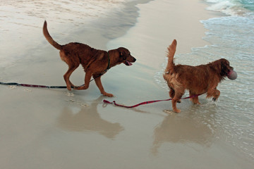 Deux chiens qui jouent dans les vagues sur la plage