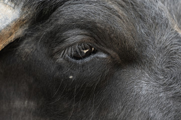 Eye of a water buffalo