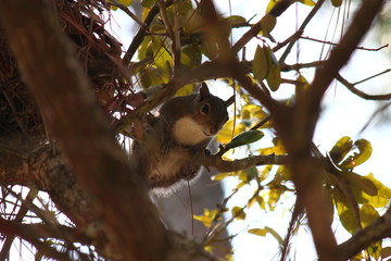 Ecureuil dans un arbre