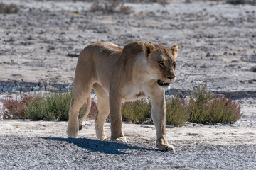 Lioness growling and showing teeth while walking on dry plain