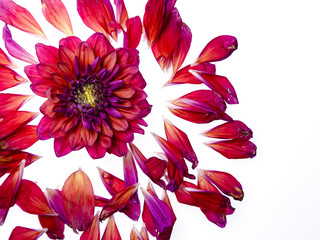 Red and orange dahlia flower with yellow center silhouetted on white background