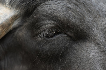 Eye of a water buffalo