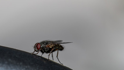 Fliege auf schwarzer Stange