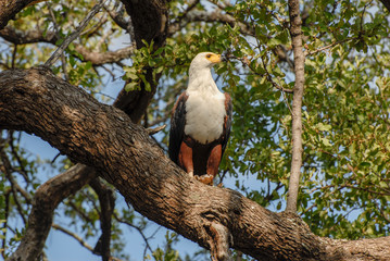 Successful african fish eagle on a tree branch with a catch