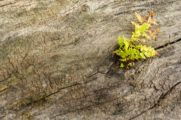 Surface of old cracked tree with a germinating plant and moss. Natural old wood texture background with cracks.