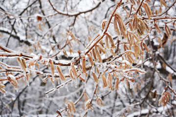 winter, cold, freezing, nature, natural, tree, snow, branch, frost, ice, frozen, white, berry, plant, season, red, bush, autumn, macro, forest, branches, berries, closeup, hoarfrost, sky, outdoors