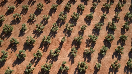 Foto op Plexiglas anti-reflex luchtfoto van olijfbomen in Andalusië © Nicolas Dumeige