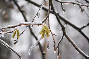winter, cold, freezing, nature, natural, tree, snow, branch, frost, ice, frozen, white, berry, plant, season, red, bush, autumn, macro, forest, branches, berries, closeup, hoarfrost, sky, outdoors