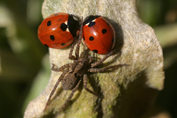 A spider can't catch two ladybugs staying close to each other (protected by their body armor shields) as a symbol for friendship and partnership, family and marriage