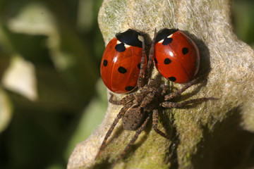 A spider can't catch two ladybugs staying close to each other (protected by their body armor shields) as a symbol for friendship and partnership, family and marriage