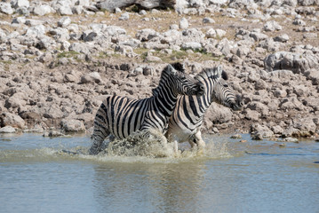Fototapeta na wymiar A pair of two Burchell's zebras splashing in water pushing together after being scared from drinking, Namibia