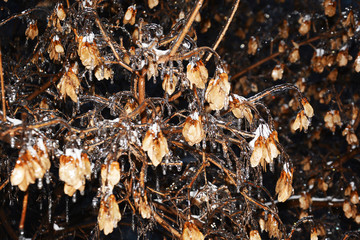 winter, cold, freezing, nature, natural, tree, snow, branch, frost, ice, frozen, white, berry, plant, season, red, bush, autumn, macro, forest, branches, berries, closeup, hoarfrost, sky, outdoors