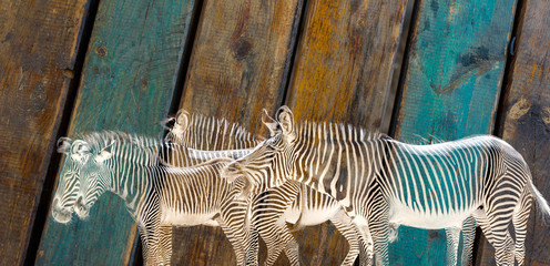 Fototapeta na wymiar Zebra herd on wooden background. Postcard motiv. Neighing zebra.
