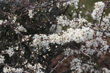 Branche fleurie