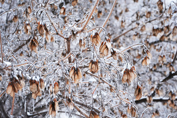 winter, cold, freezing, nature, natural, tree, snow, branch, frost, ice, frozen, white, berry, plant, season, red, bush, autumn, macro, forest, branches, berries, closeup, hoarfrost, sky, outdoors