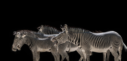 Zebra herd on black background
