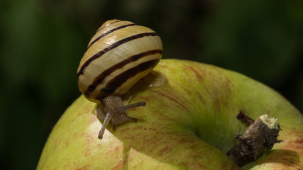 Schnecke auf Apfel