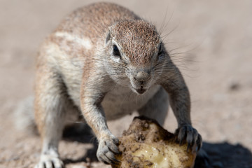 Cute beautiful brown ground squirrel eating a fruit, at extreme close up angle