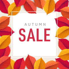 Autumn sale flyer template. Bright colorful fall leaves. Poster, card, label, web banner. Seasonal Thanksgiving design. Vector illustration background. Square floral frame.