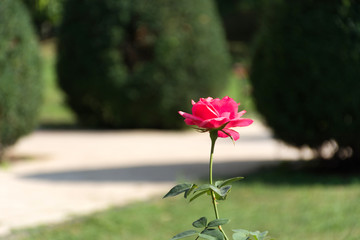 Red rose flower in garden and blurred tree and grass in background on summer sunny day. Close up, selective focus