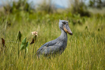 Schuhschnabel Vogel steht im Wasser; Victoriasee, Uganda