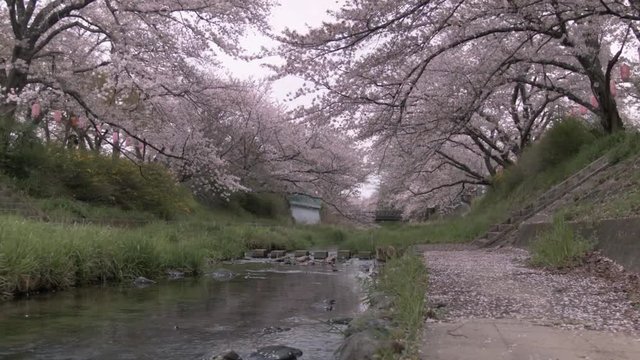 Peaceful cherry blossom trees overhanging small stream