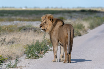 Old male lion standing on gravel road lduring game drive ooking into the evening sun beautifully lit, Etosha National Park, Namibia
