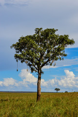 Affenbrotbaum; Kidepo Valley National Park; Uganda
