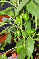 grüner Paprika im Garten