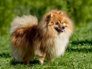 A dog breeds pomeranian posing for a photo on a background of green grass
